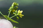 Spotted St. Johnswort